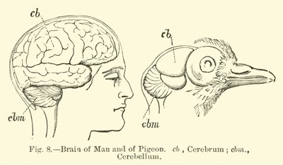 Brain of Man and of Pigeon by English School