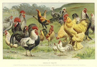 Breeds of Poultry by English School