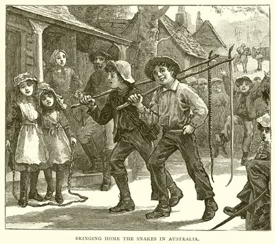 Bringing Home the Snakes in Australia by English School