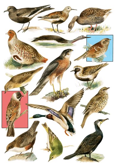British Birds by English School