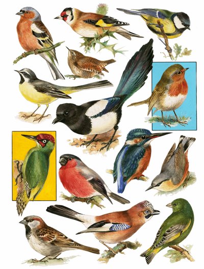 British Birds by English School