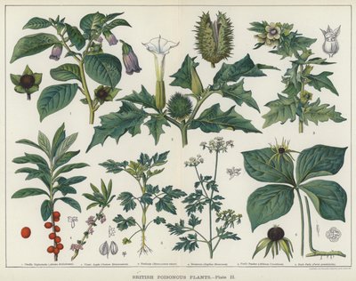 British Poisonous Plants by English School