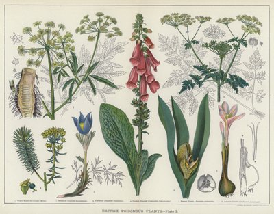 British Poisonous Plants by English School