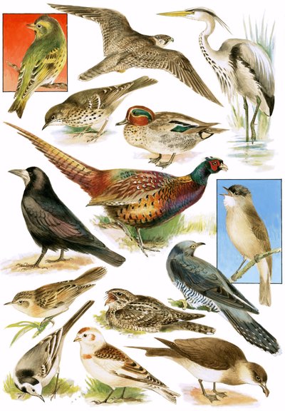 British Birds by English School