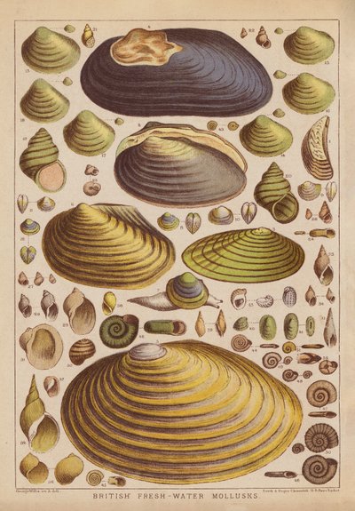British Fresh-Water Mollusks by English School