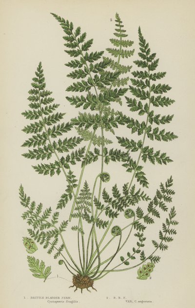Brittle Bladder Fern by English School