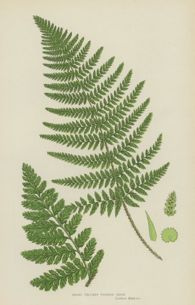 Broad Prickly Toothed Fern by English School