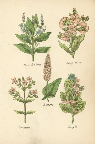 Brooklime, Soapwort, Bistort, Centaury, Bugle by English School
