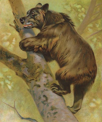 Brown Bear by English School