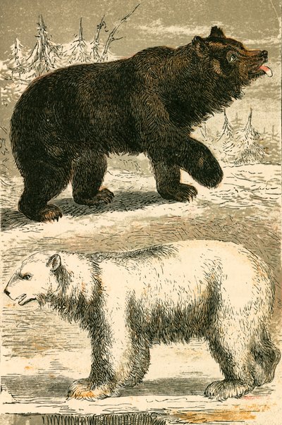 Brown Bear and Polar Bear by English School