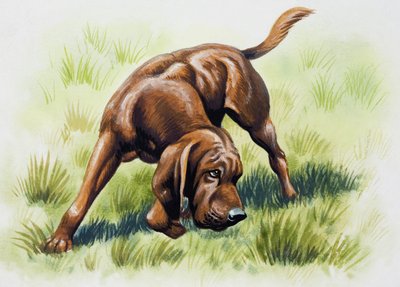 Brown Dog by English School