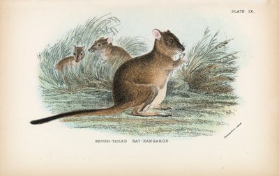 Brush-Tailed Rat-Kangaroo by English School