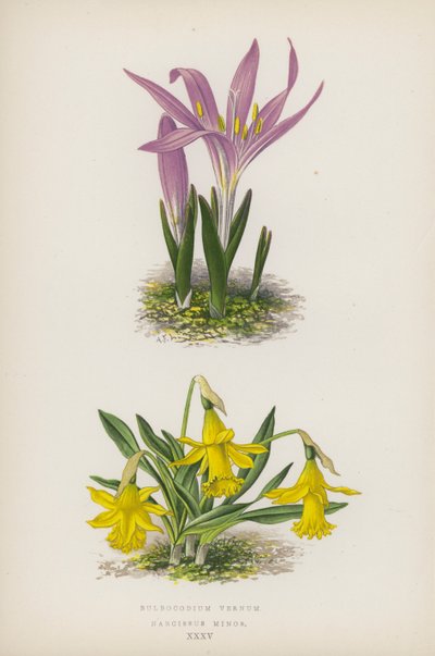 Bulbocodium Vernum; Narcissus Minor by English School