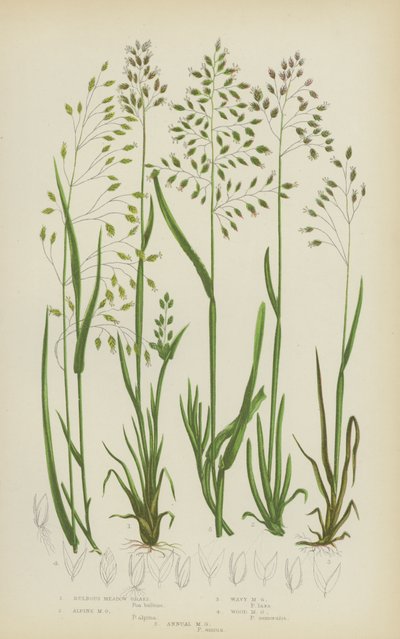 Bulbous Meadow Grass, Alpine Meadow Grass, Wavy Meadow Grass, Wood Meadow Grass, Annual Meadow Grass by English School