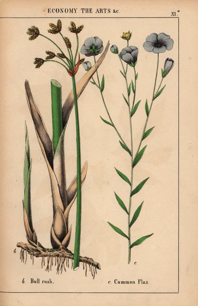 Bull rush or bulrush Cyperus and common flax plant with blue flowers Linum usitatissimum, from 