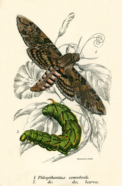 Butterflies by English School