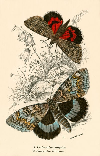 Butterflies by English School