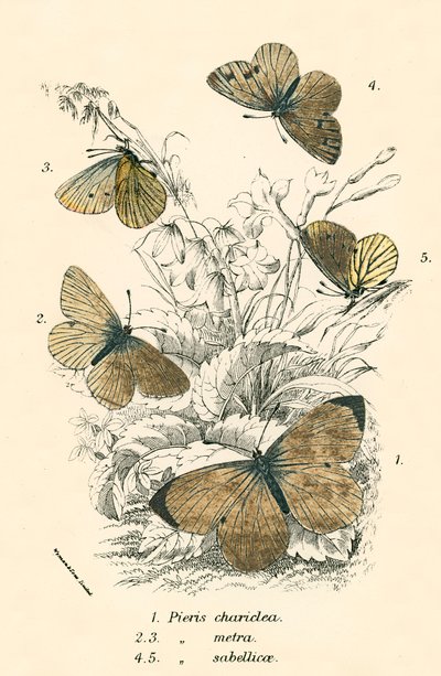 Butterflies by English School