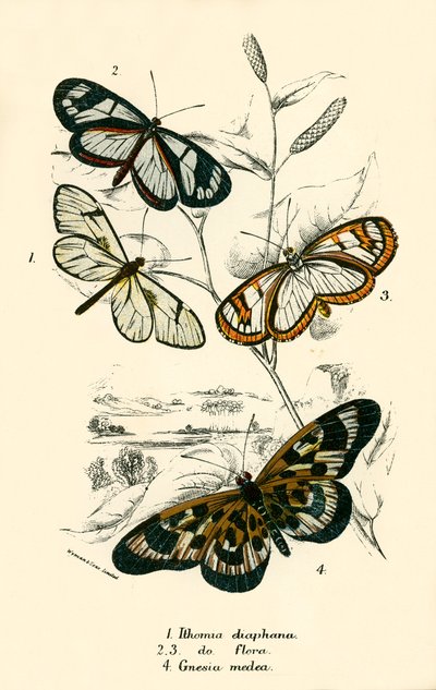 Butterflies by English School