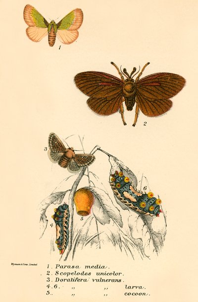 Butterflies by English School