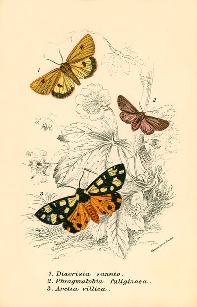 Butterflies by English School