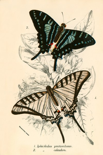 Butterflies by English School