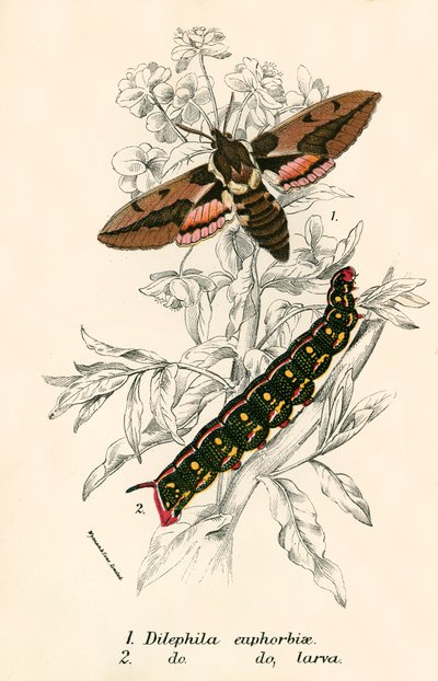 Butterflies by English School