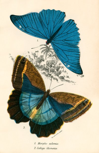 Butterflies by English School
