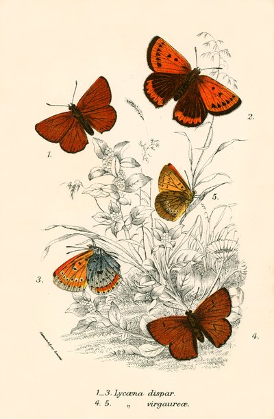 Butterflies by English School