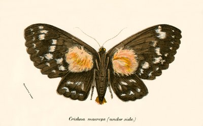 Butterflies by English School