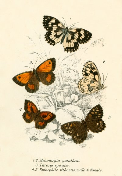 Butterflies by English School