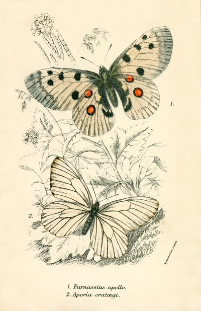 Butterflies by English School