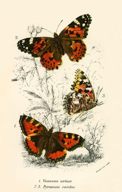 Butterflies by English School