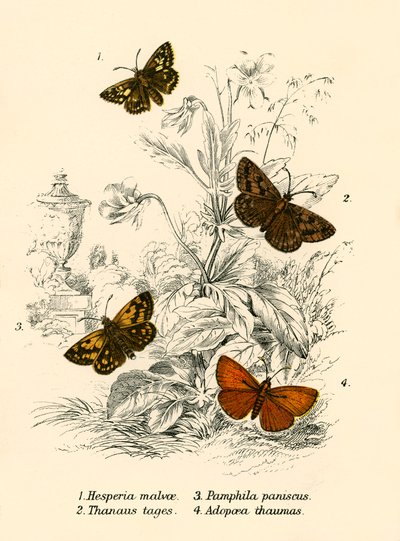 Butterflies by English School