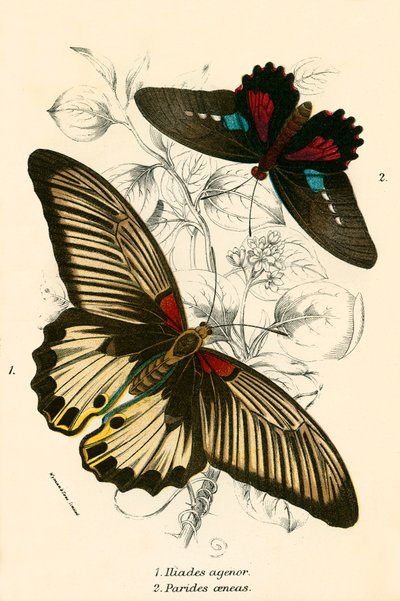 Butterflies by English School