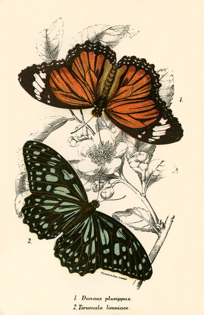 Butterflies by English School