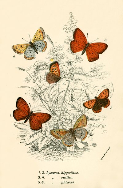 Butterflies by English School