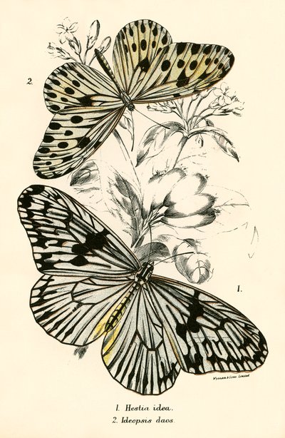 Butterflies by English School