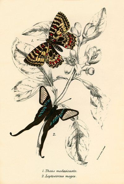 Butterflies by English School