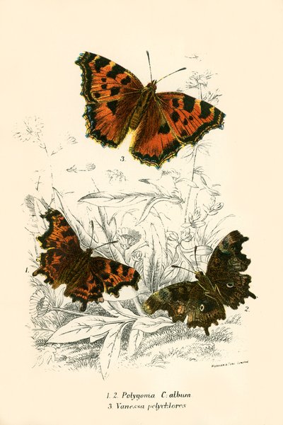 Butterflies by English School