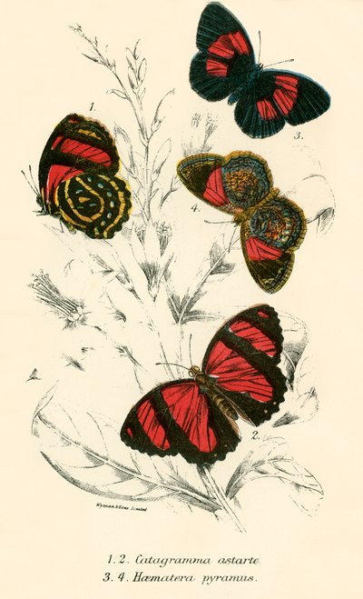 Butterflies by English School