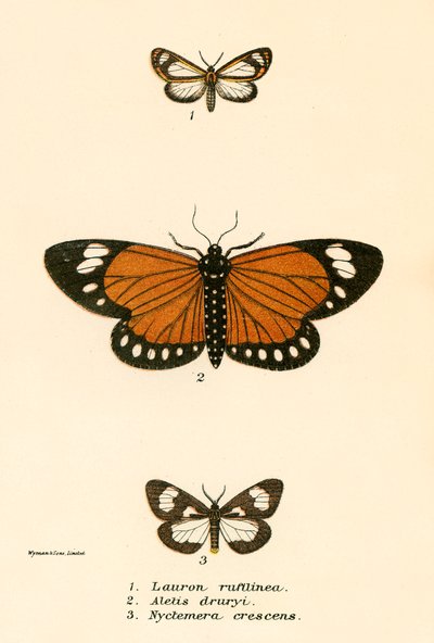 Butterflies by English School