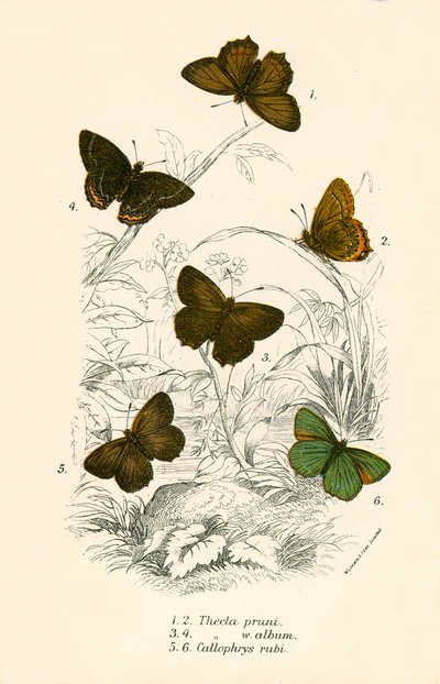 Butterflies by English School