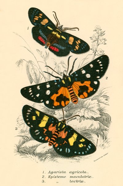 Butterflies by English School