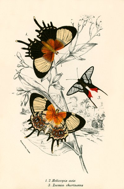 Butterflies by English School