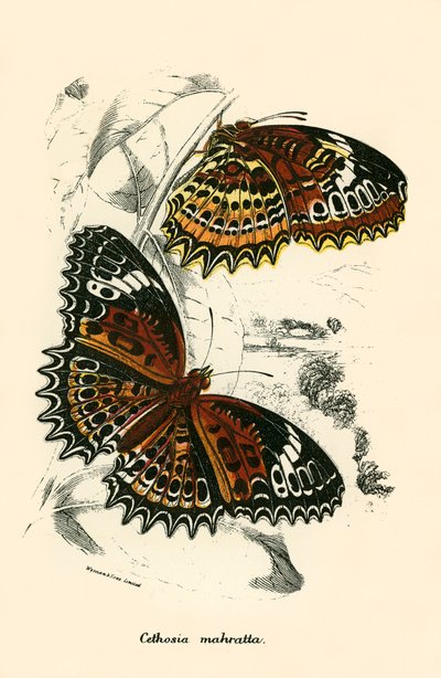 Butterflies by English School