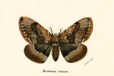 Butterflies by English School