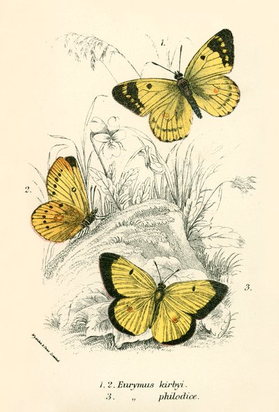 Butterflies by English School