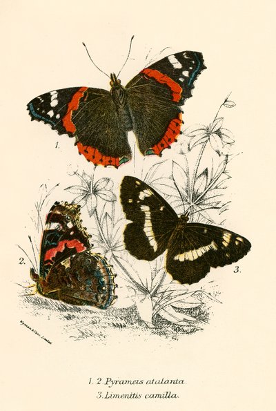 Butterflies by English School