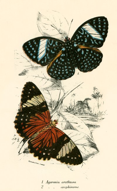 Butterflies by English School
